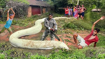 Opruimen | Schokkende ontdekking van gigantische Indiase rotspython die mensen aanvalt in verlate...