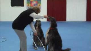 Borzoi Trick Training