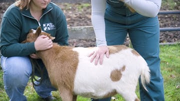 Administering Intramuscular Injections in Small Ruminants