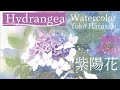 白紫陽花　水彩画　春崎陽子　Harusaki  Watercolor