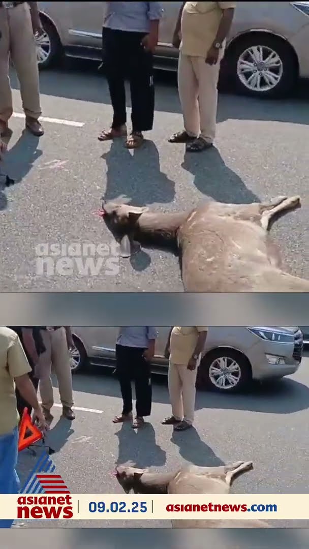 തൃശ്ശൂർ- പാലക്കാട് ദേശീയപാതയിൽ സ്വകാര്യ ബസ് ഇടിച്ച് മ്ലാവ് ചത്തു