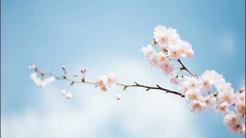 23 سورة المؤمنون | القارئ صالح بن سالم الصاهود