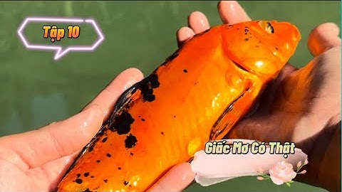 Quá nhiều cá Koi cho một giấc mơ tuyệt vời! Tập 10: Câu cá trong mơ