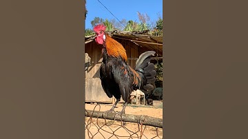 Tiếng gà rừng Mồi gáy chuẩn 100%✅✅ #garung #chicken #chuongga #qaibdib