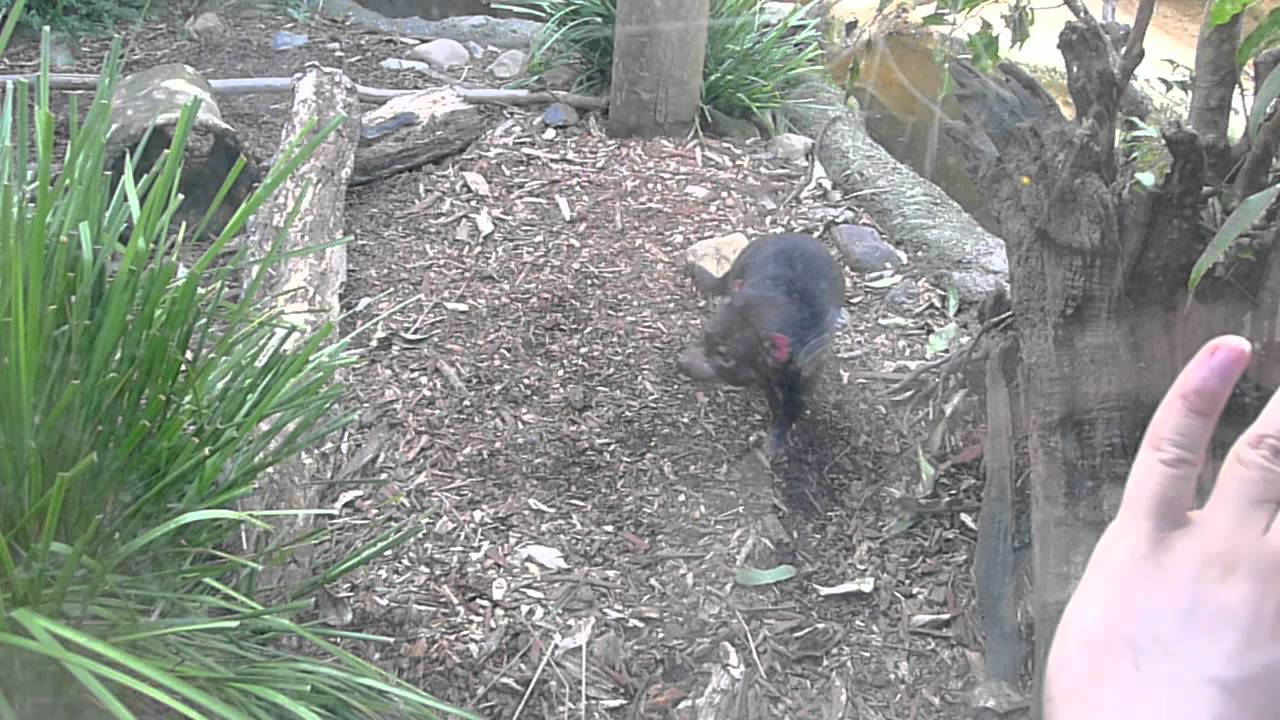 Tasmanian Devil at Dreamworld :-)