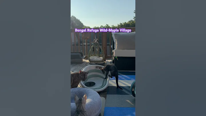 Video 10915031: bengal kittens love, bengal kittens playing, bengal cat, water bengal