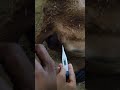 animal tempreture check ✅.    #animal #animals #treatment #veterinary #ahdp