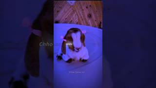 Golu Molu 🥔🐕|| Cute Dogs🐕|| Tranding ❤️‍🔥 || #shorts #lyrics #edit