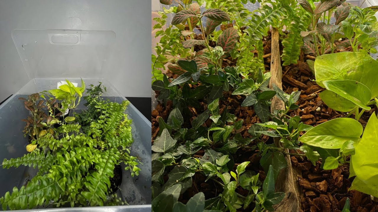 Creating somewhat a natural habitat for my plants (Chapter 14)