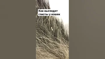 Глисты у кошки