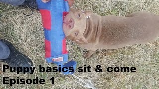 episode 1 following the leash walking sit front obedience puppy training pitbull pup rednose