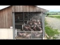 Der offene Schweinestall beim Bio-Bauern Hubertus Hartmann