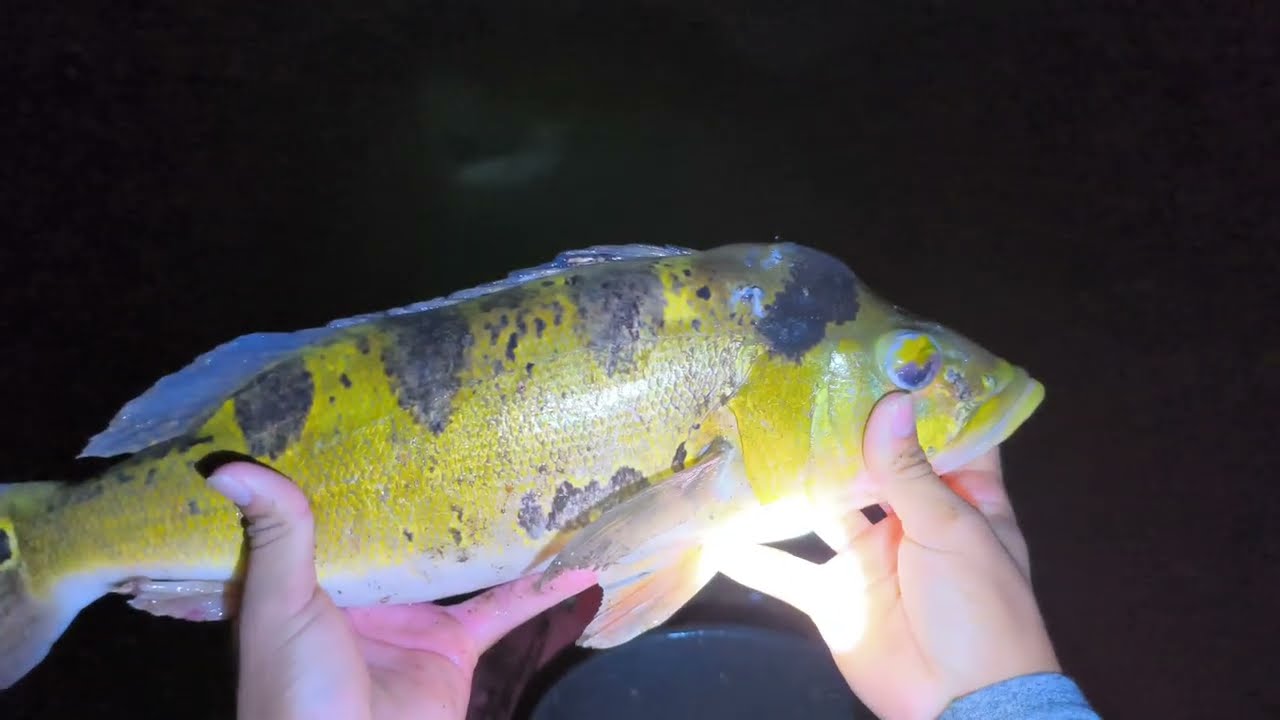 Sai pra piraquera e caçada, bamburrei, vejam!