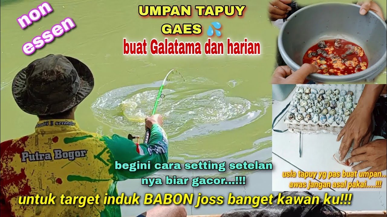 TAPUY UMPAN GALATAMA DAN HARIAN LELE NON ESSEN || CARA MENGGUNAKAN DAN SETTINGAN NYA || UMPAN INDUK