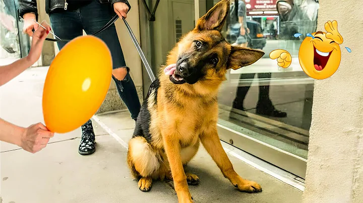 Video 11609211: laugh funniest cats dogs, animals funniest cats dogs, laugh cats dogs funny