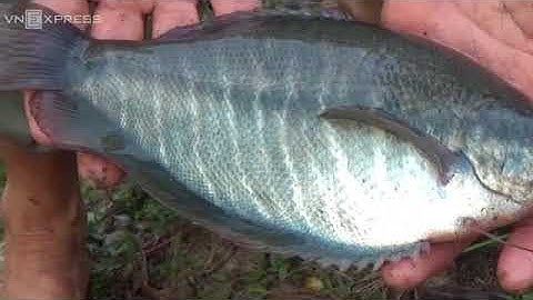 Kéo lưới thu hoạch cá sặc rằn bán Tết ở miền Tây