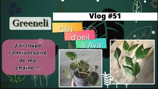 Vlog plantes#51 - Anniversaire de ma chaîne !!??; 😘à AvaPlants ; Hoya Polyneura Splash (mars 2024)