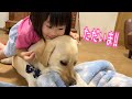 "ただいま"が聞こえてないフリしつつも尻尾は素直であった