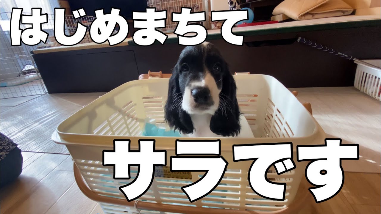 我が家にイングリッシュコッカーの仔犬がやってきたある１日