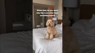 When your parents “wrestle” #dogs #shorts #labradoodle #goldendoodle #funnydogs #tiktok #reels