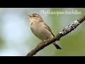 Pajulintu laulaa (Willow Warbler singing) Phylloscopus trochilus, Fitis, Пеночка-весничка пение