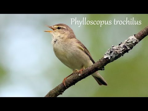 Video: Kaksi Mallia Tyynyjä Lintujen Kanssa