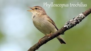 Pajulintu laulaa (Willow Warbler singing) Phylloscopus trochilus, Fitis, Пеночка-весничка пение