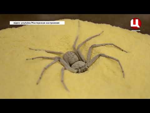 Цікавинки "Найнебезпечніші павуки в світі"