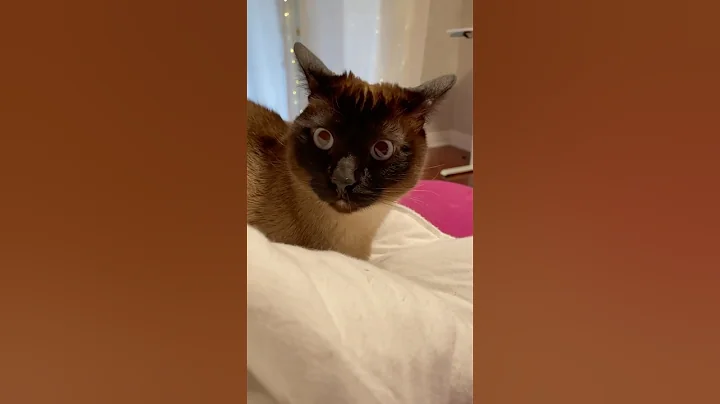 Video 8054171: siamese catlover pets animals, siamese cat faces, funny cat