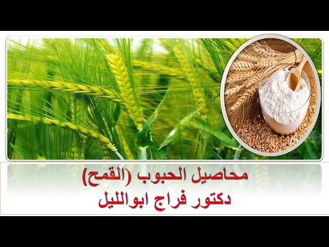 محاصيل الحبوب القمح إنتاج المحاصيل