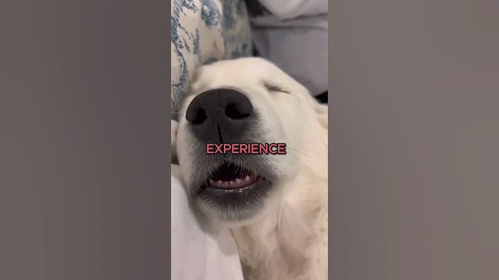Dogs Love Sleeping! - DayDayNews