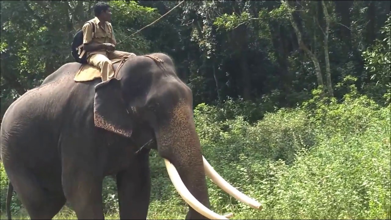 elephant safari in topslip