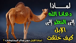 لماذا دعانا الله إلى النظر إلى الإبل كيف خُلقت؟ سترتعش من شدة الاجابة !!