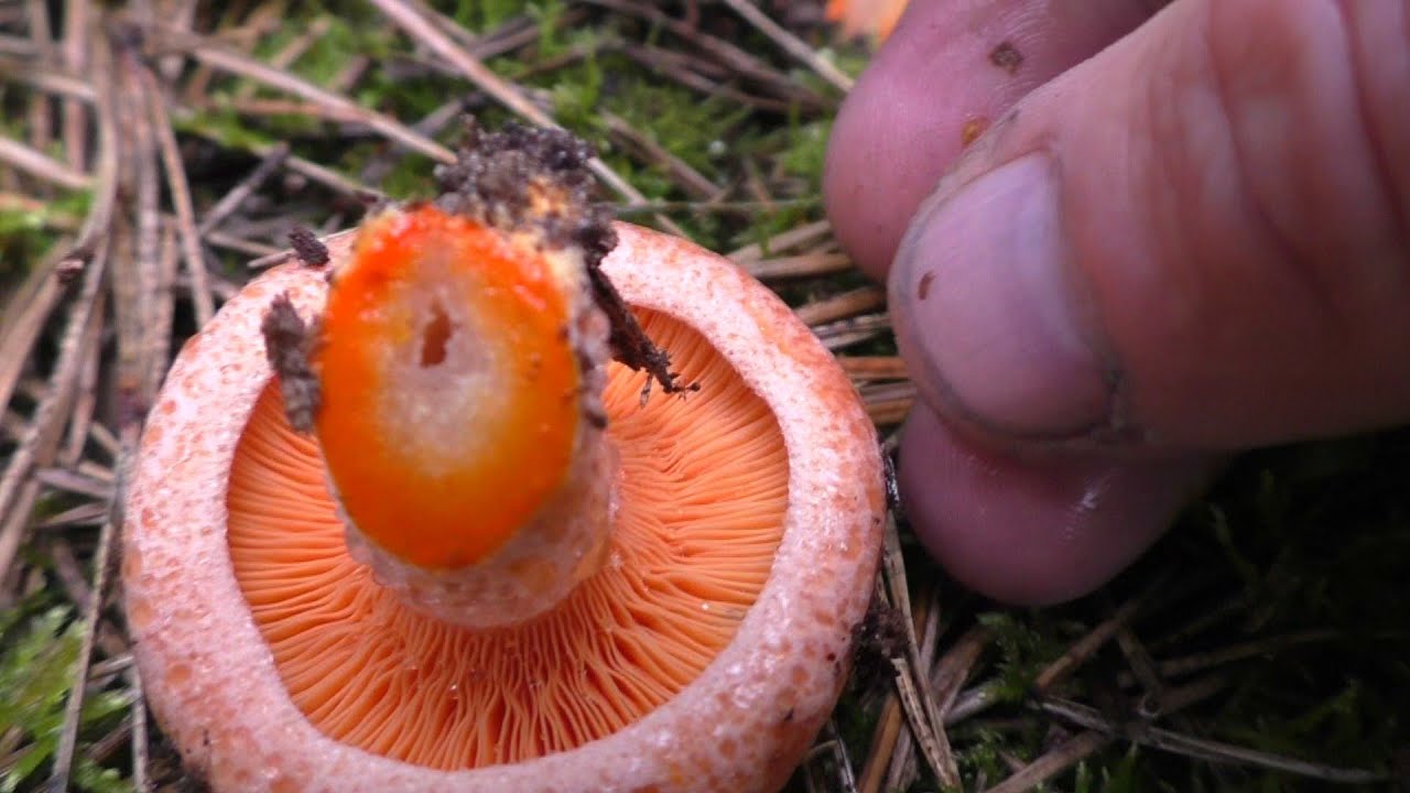 УШЁЛ В ДОЖДЬ В ЛЕС ЗА РЫЖИКАМИ а нашёл разные грибы! СТРЕЛЯЮТ!!!