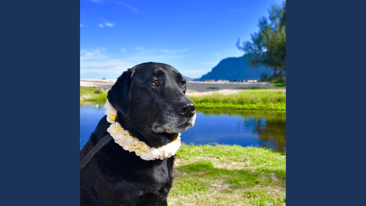 Gia's Amazing Life