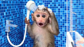🔴 Bon Bon Live 24/7 |  Monkey Baby Bon Bon Goes To The Toilet And Plays With Ducklings And Puppies