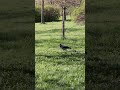 Однажды ты вспомнишь #nomusic #spring #nature #people #bird