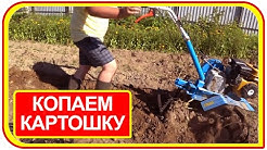 Копаем картошку с помощью мотоблокоа Нева. Уборка картошки своими руками без лопаты.