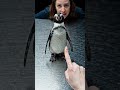 Penguin with girl #music #pongsong #technology #trending
