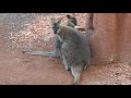 アカクビワラビー　Bennett-Wallaby 2019 0613