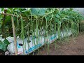Unique method Growing cowpeas in soil bags gives excellent yields