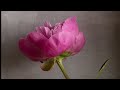 All prima painitng pink peony