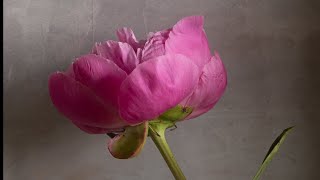 All Prima Painitng, Pink Peony