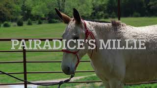 Pairadice’s Millie, Hip #74, Jake Clark Mule Day Sale 2024, consigned by Pairadice Mules