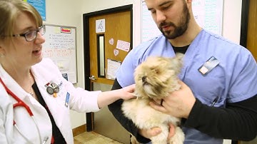 Banfield Pet Hospital - Ask a Vet - Why Should I Microchip My Pet?