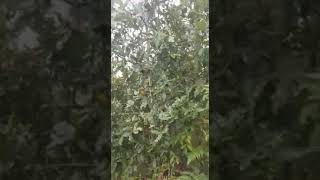 terreno en Venta en La Simbra | Valle de Angeles