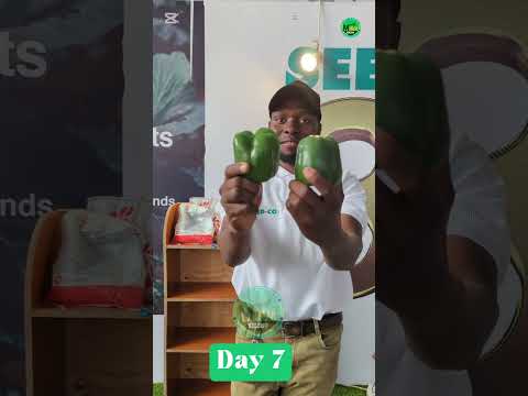 SIKI YA 7 KWENYE MAONESHO Youtubeshorts Trendingshorts