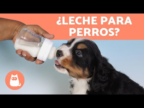 Video: Senilidad en perros