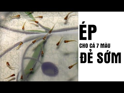 Thủ thuật ép cho cá 7 màu đẻ sớm hơn