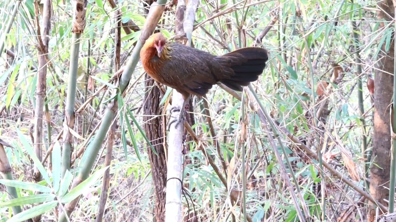 hnoob qaib seev zoo tsauj zoo ไก่ตัวเมียลูกผสมป่าร้องดีต่อเข้าดีมากๆครับ